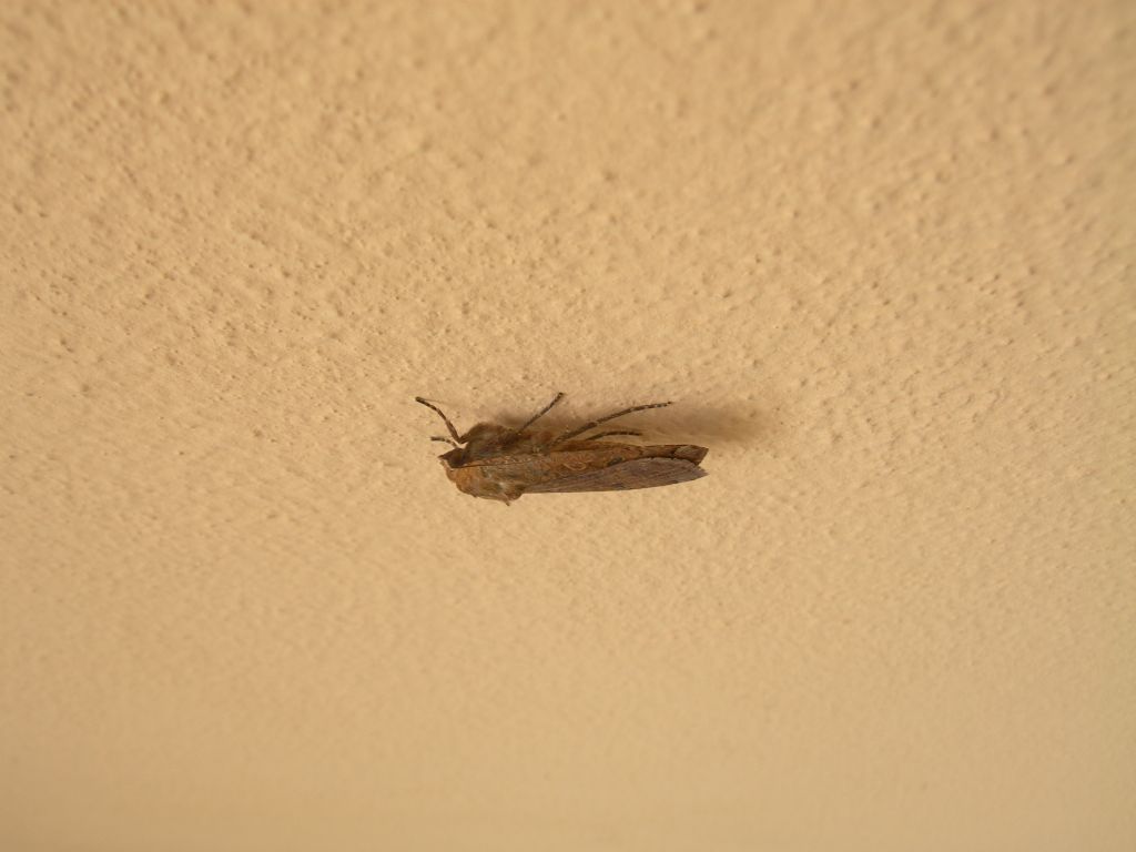 Altra Nottua da id. - Noctua pronuba